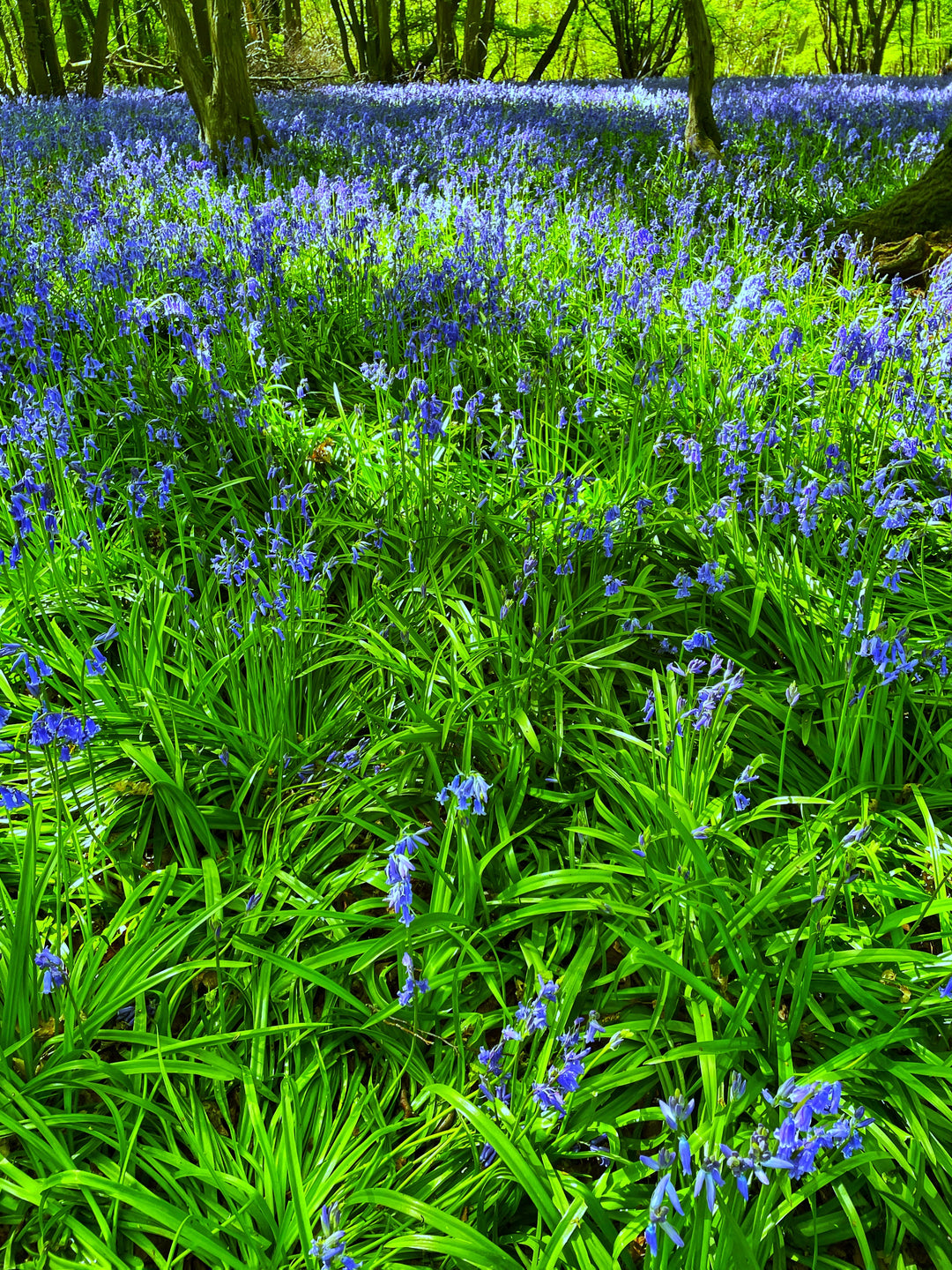 Planting Bulbs, Bronte beckons and Spring walks in Nature