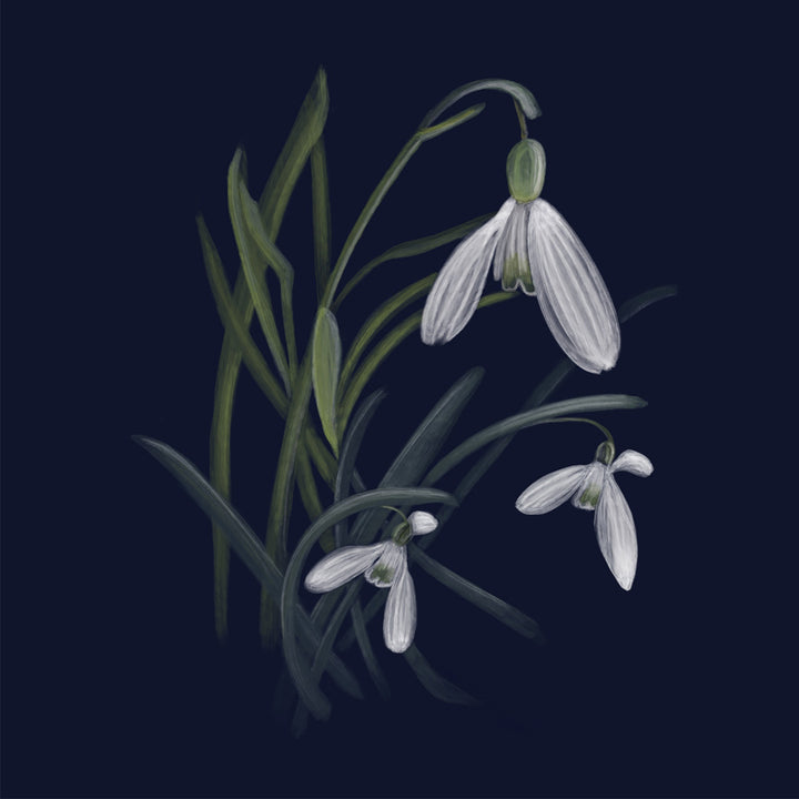 Snowdrops from The Floral Garden Collection Greetings Card | Blank Inside | All occasions | Notecard | Botanical design | Vintage & Vibrant